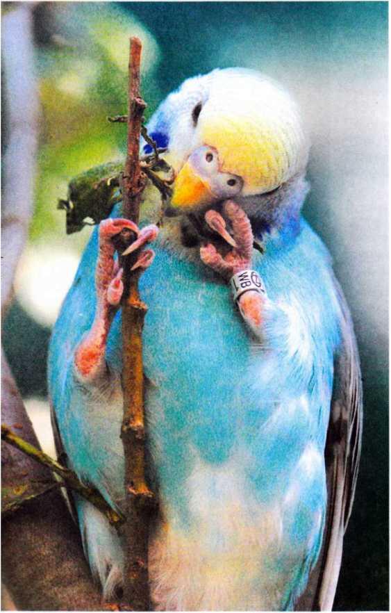 Обгрызая веточки деревьев ваши волнистые попугайчики не только заняты делом - фото 26