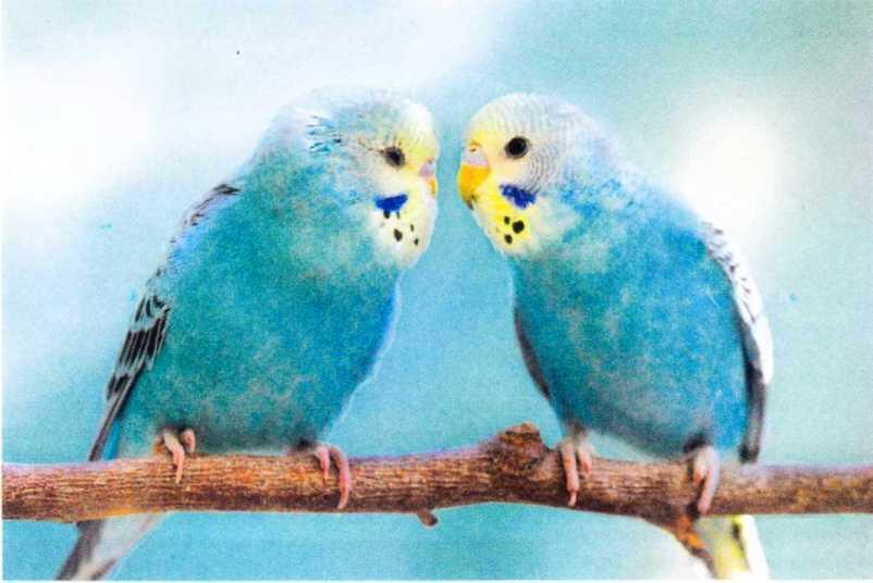 В отношениях друг с другом волнистые попугайчики придерживаются определенных - фото 29
