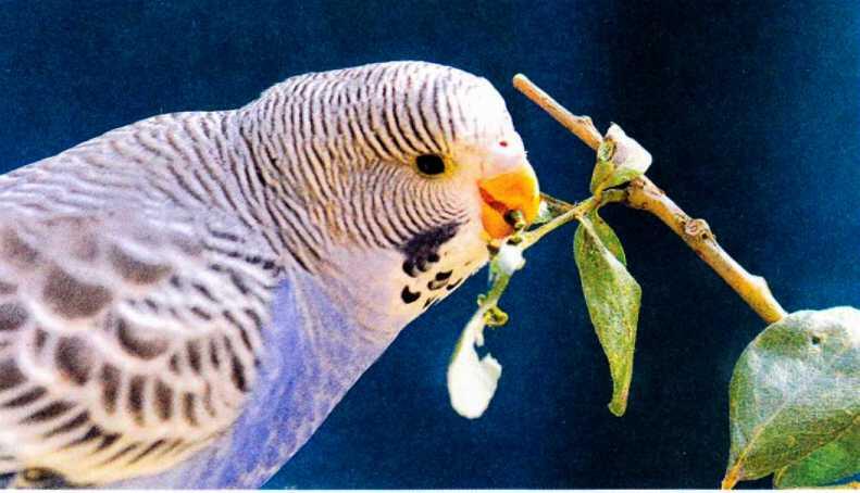 Типичная черта поведения волнистых попугайчиков их любопытство и стремление - фото 31
