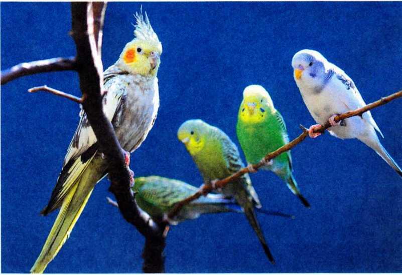 Волнистые попугайчики и нимфы кок правило уживаются хорошо если содержатся в - фото 33