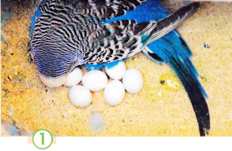 КладкаЧаще самка волнистого попугайчика откладывает пять яиц но иногда - фото 58