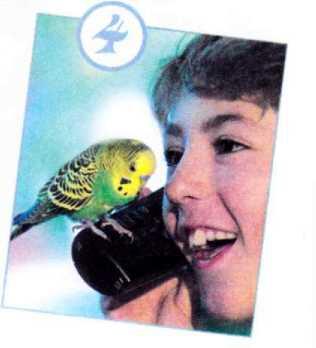Вмешиваются в беседу Если твои волнистые попугайчики тебе доверяют они хотят - фото 64