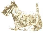 Скотчтерьер Собаки этой породы прежде их называли абердинскими терьерами - фото 8