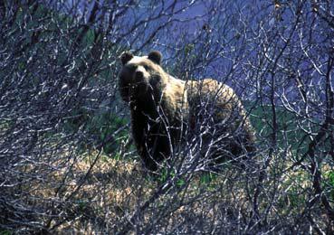 Бурый медведь весной Возможно рядовой обыватель придумал бы своё объяснение и - фото 4