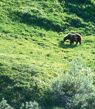 Медведь на пастбище Медведи окружали нас повсюду Они приходили по ночам к - фото 6