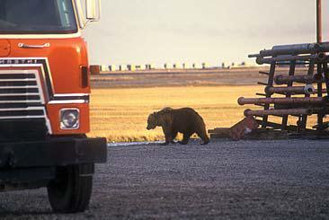 Медведи на нефтяных приисках Аляски почти не боятся людей По крайней мере их - фото 18