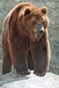 Глава 2 Медведь как он есть Бурый медведь крупный могучий зверь облик - фото 19