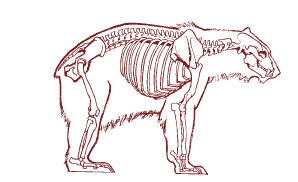 Скелет медведя скелет настоящего хищника массивные кости поддерживают - фото 23