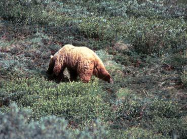 Медведь со светлой шкурой может оказаться родным братом медведя со шкурой - фото 25