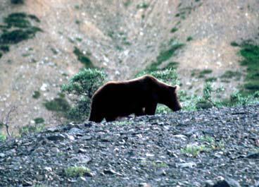 Медведь со светлой шкурой может оказаться родным братом медведя со шкурой - фото 26