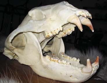 Зубная система бурого медведя производит на специалиста двойственное - фото 28