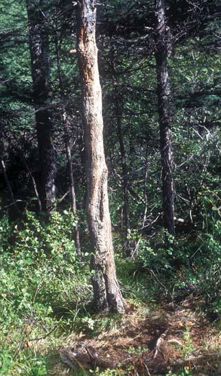 Дерево помеченное многими медведями Такие верстовые столбы медведи - фото 33