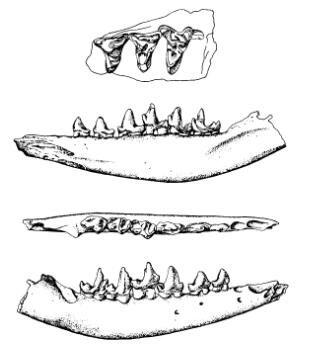 Останки верхнемеолового млекопитающего Cimolestes Общими предками и - фото 2