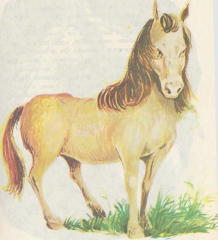 Паломино относится к породе карликовых лошадей обитающих на западе Соединённых - фото 3