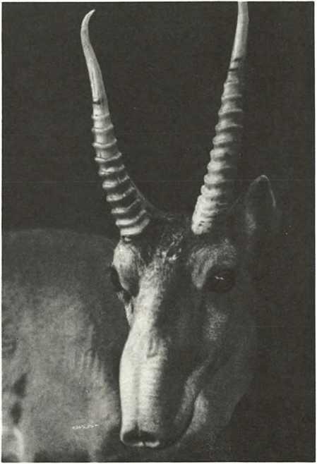 Антилопа сайга чудо Казахстана Истребленная во время царизма она с помощью - фото 31