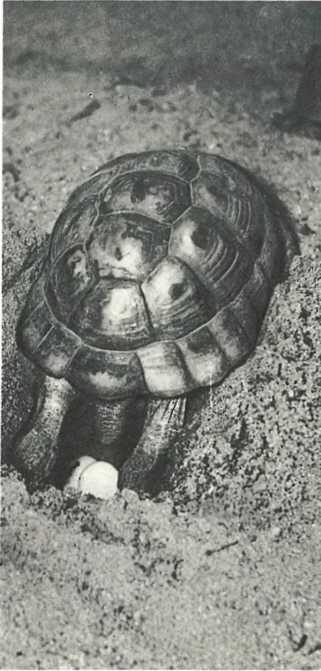 Вот так самка черепахи откладывает свои яйца в вырытую ею для этой цели ямку - фото 53