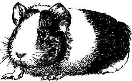 Короткошерстная трехцветная морская свинка Обыкновенная короткошерстная - фото 8