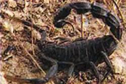 Покрытие броня скорпиона позволит защитить машины от песчаной эрозии В - фото 17