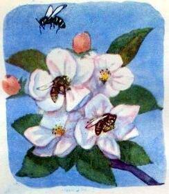 Наберёт пчела нектар на одном цветке перелетит на другой а там пыльца с неё - фото 13