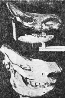 Рис 5 Два черепа носорогов Верхний выкопан из глин Темзы в Лондоне и - фото 7