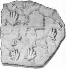 Рис 26 Плита триасового песчаника в Саксонии с пятипалыми следами 18 см - фото 28
