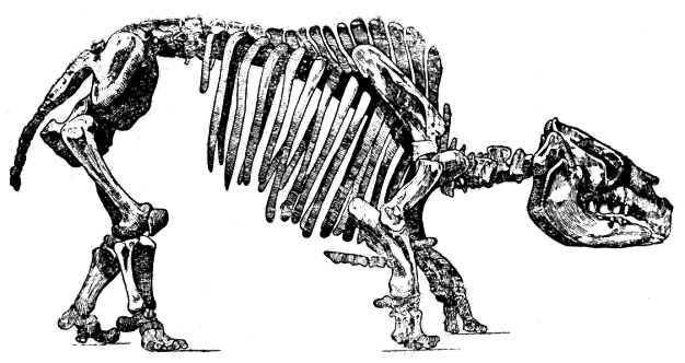 Рис 4 Скелет гигантского вымершего животного токсодонта из Аргентины Длина - фото 6
