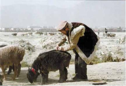 Кабул Герман в Афганистане выбирает барана Этого барана должны были - фото 51