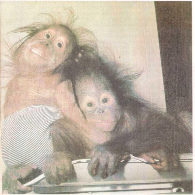 Детеныши человекообразных обезьян отверженные своими матерями в зоопарках - фото 9