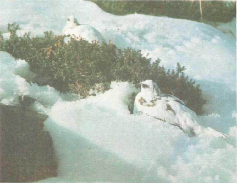 Во всей Японии осталось всего 520 тундряных куропаток На белом снегу они - фото 16