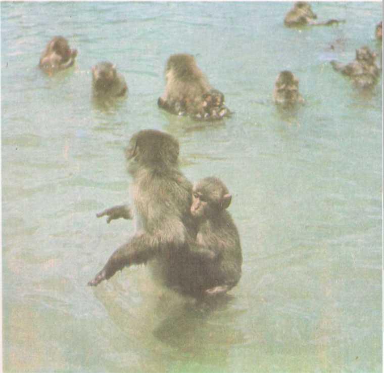 Обычно обезьяны на воле избегают залезать в воду возможно изза страха перед - фото 19