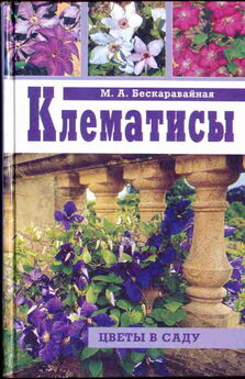 Маргарита Бескаравайная - Клематисы