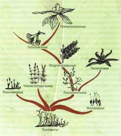 Рис 1 Генеологическое древо высших растений Вообще систематика высших - фото 4