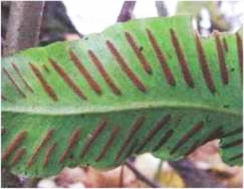 Фото 4 Часть спороносного листа Phyllitis scolopendrium Листовика - фото 8