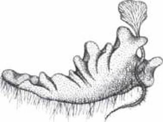 Рис 2 Заросток папоротника Osmunda claytoniana чистоуст Клайтона с молодым - фото 9