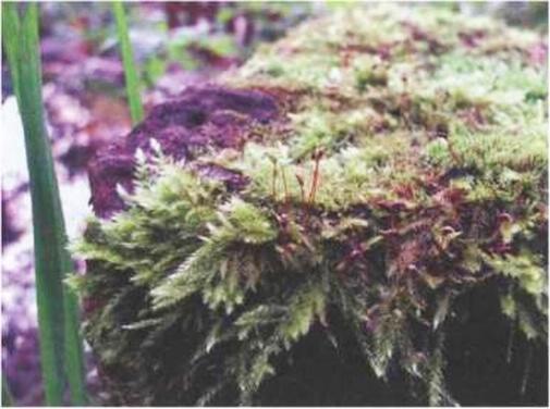Фото 5 Листостебельный мох из семейства бриевых Спорангий на тонкой ножке - фото 10
