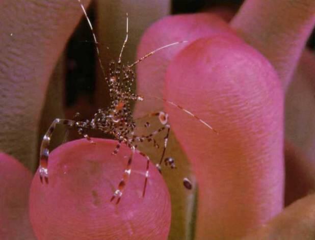 Розовые и темнобордовые цвета этой креветки точно соответствуют оттенкам - фото 5