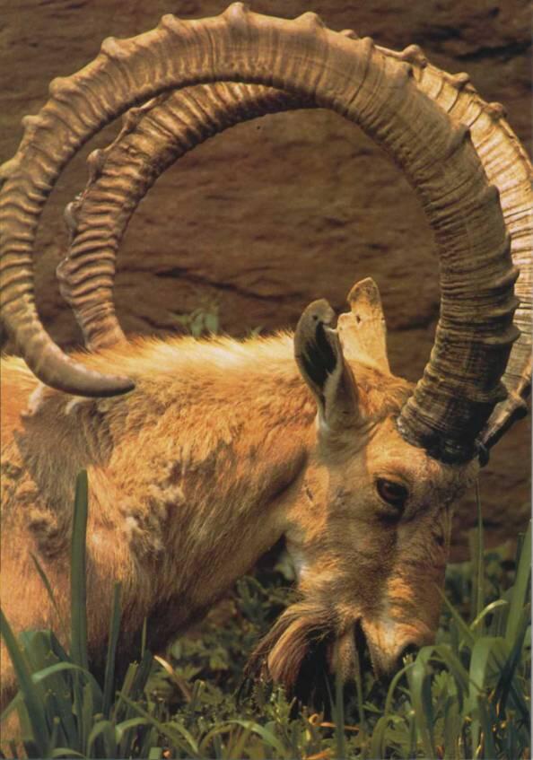 Рога горного нубийского козла невероятно длинны и закручены Это придает - фото 6