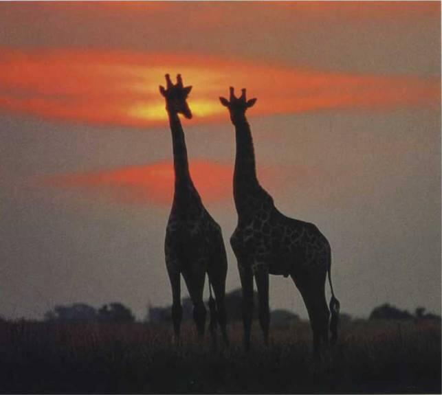 Эти жирафы на фоне африканского заката одни из самых высоких млекопитающих - фото 7