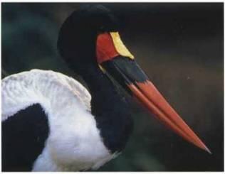 Немногие птицы имеют более крупный и более удивительный клюв чем седлоклювый - фото 10