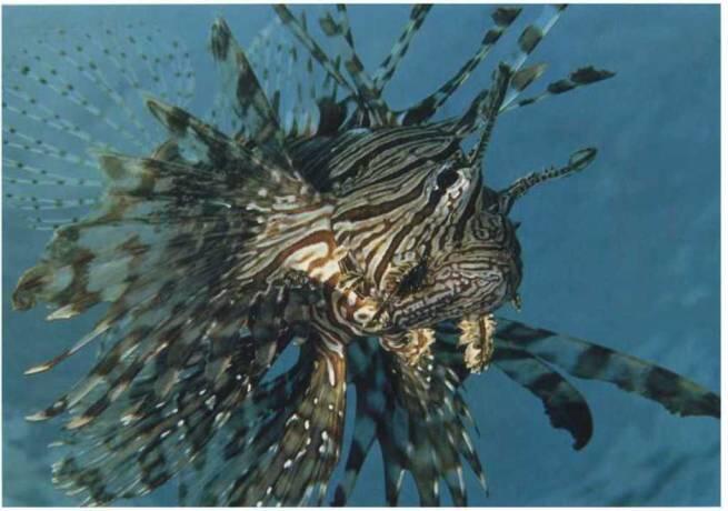 Эта полосатая крылатка рыбазебра из Новой Гвинеи переливаясь волнообразно - фото 16