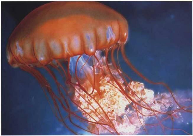 Красивая но смертоносная плывет медуза С зонтообразного тела ее свисает - фото 18