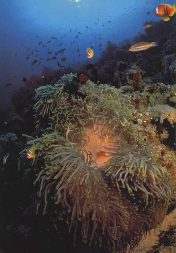 Морская анемона из Красного моря волнообразно колышется в воде как копна - фото 21