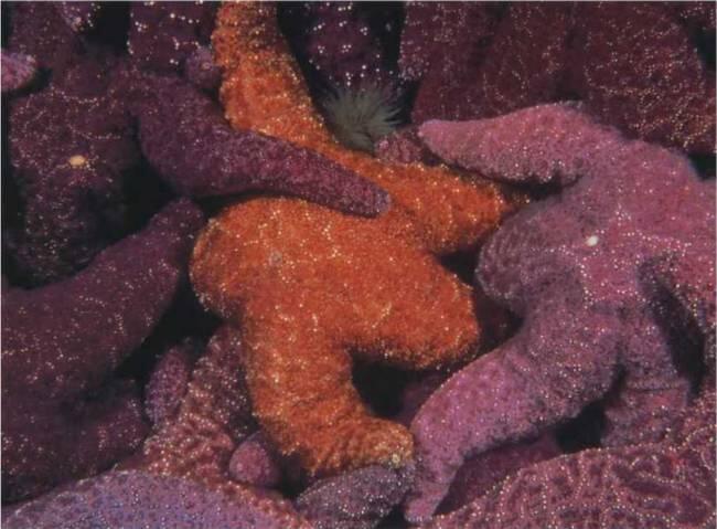 Извивающаяся морская звезда демонстрирует тончайшие изменения в цвете - фото 24
