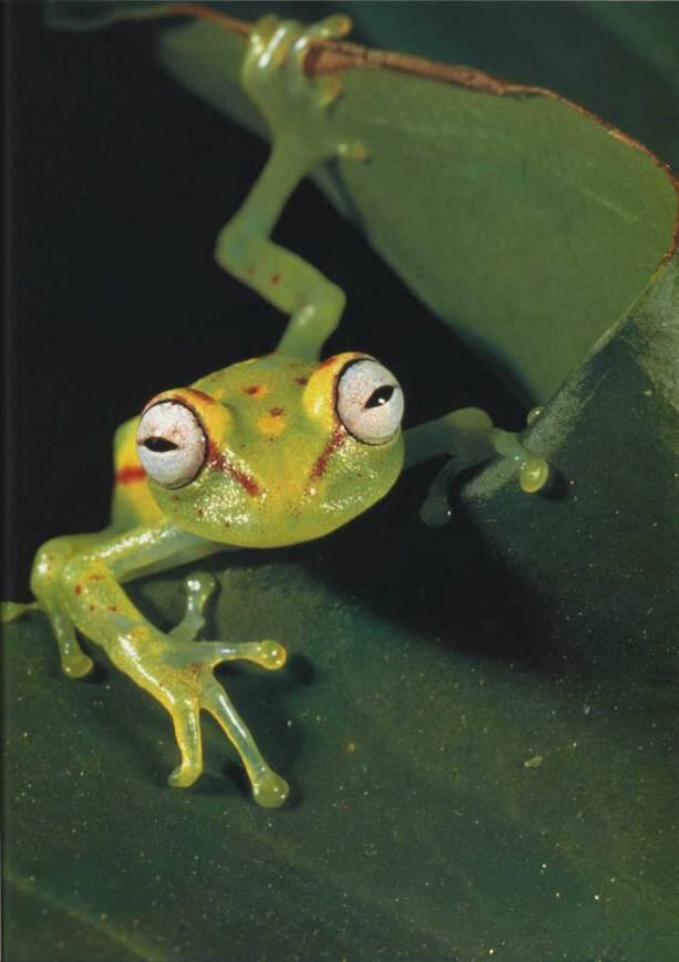 Огромные выпуклые глаза бразильской древесной лягушки придают ей определенную - фото 26