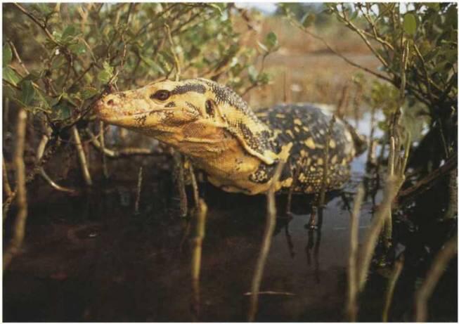 Варан принадлежит к роду крупных ящериц Вот он крадется через мангровые болота - фото 32