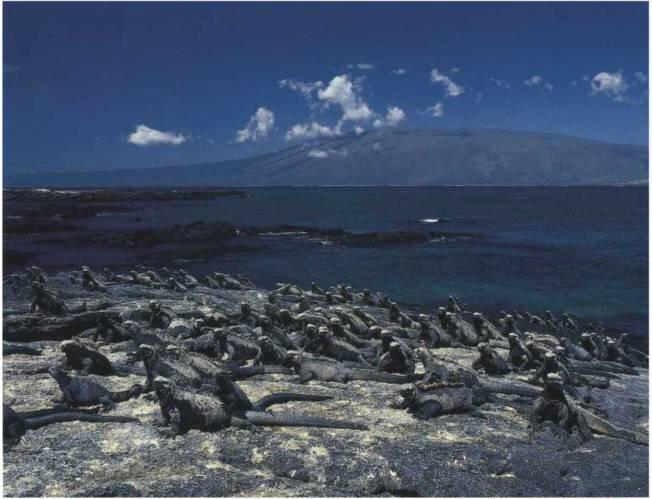 Целые отряды морских ящериц нежатся на Галапагосских островах Поскольку эти - фото 34