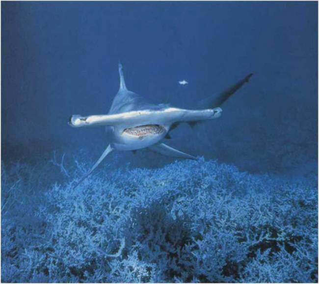Молотрыба одна из наиболее страшных рыб в подводном мире Хотя необычная - фото 38