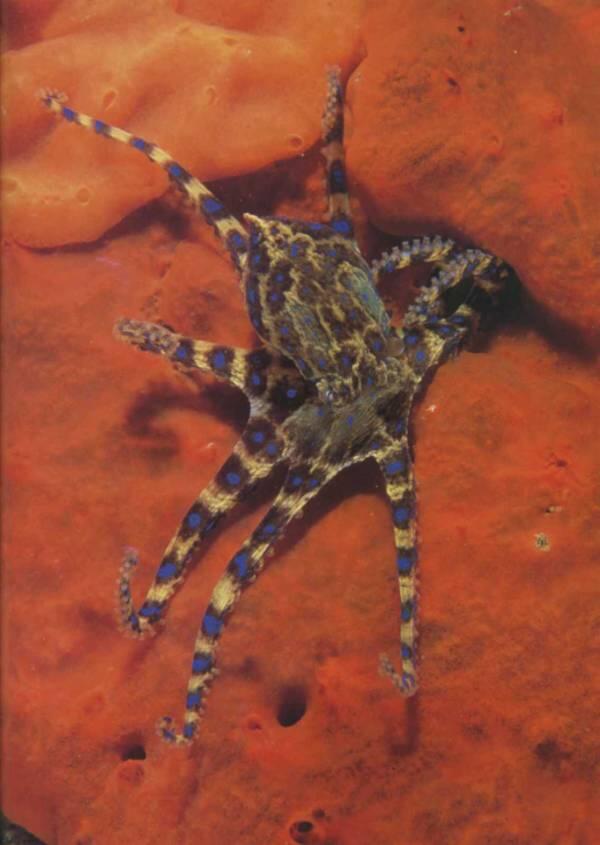 Тело осьминога не защищено панцирем но это не мешает ему легко ловить крабов и - фото 40