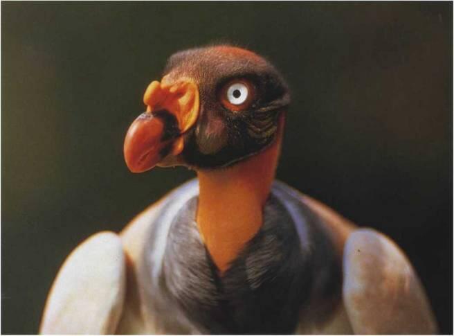 Только кондору может показаться эта птица привлекательной Причудливой формы - фото 43
