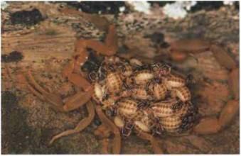 Родительская забота в мире беспозвоночных встречается нечасто но скорпион - фото 48